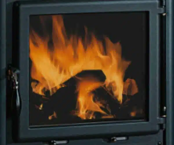 Rossella pergamena – Bild 4